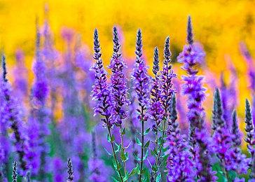 武侠RPG《活侠传》现已发售 综合评价“好评”